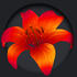 SchattenLilie22
